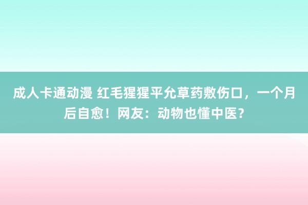 成人卡通动漫 红毛猩猩平允草药敷伤口，一个月后自愈！网友：动物也懂中医？