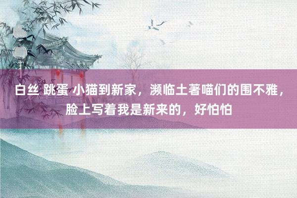 白丝 跳蛋 小猫到新家，濒临土著喵们的围不雅，脸上写着我是新来的，好怕怕