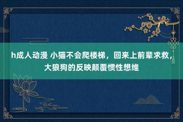 h成人动漫 小猫不会爬楼梯，回来上前辈求救，大狼狗的反映颠覆惯性想维